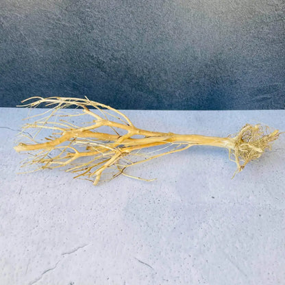 Assorted Bare Root  Tree Driftwood 30cm