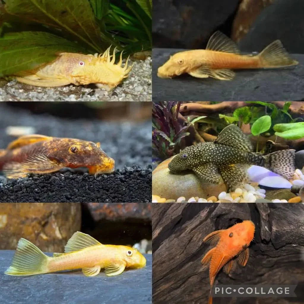 Collage of various pleco fish.