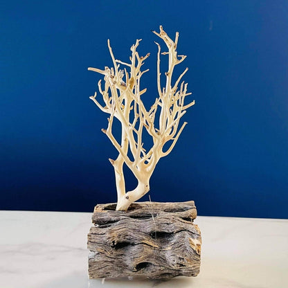 White driftwood tree in a driftwood base.
