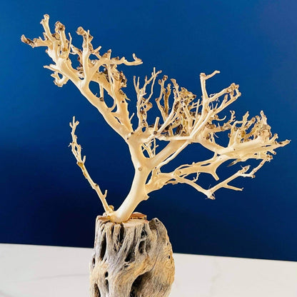 Decorative bleached driftwood tree.