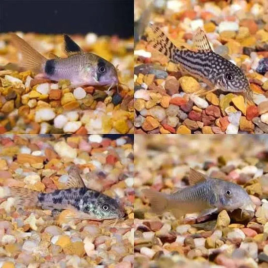 Four Corydoras catfish.