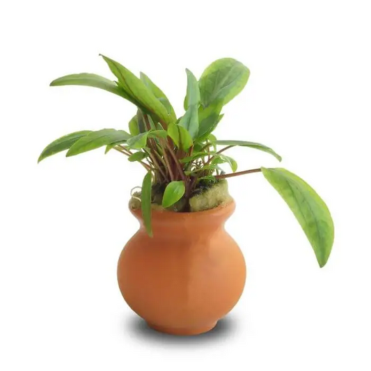 Assorted Cryptocoryne Vase Urn 5cm