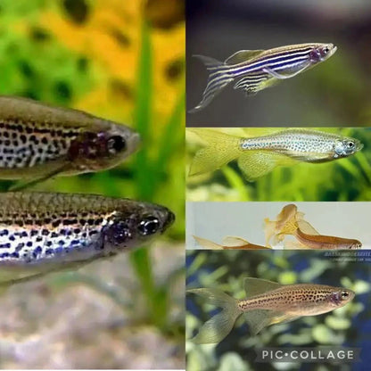 Collage of various danio fish.