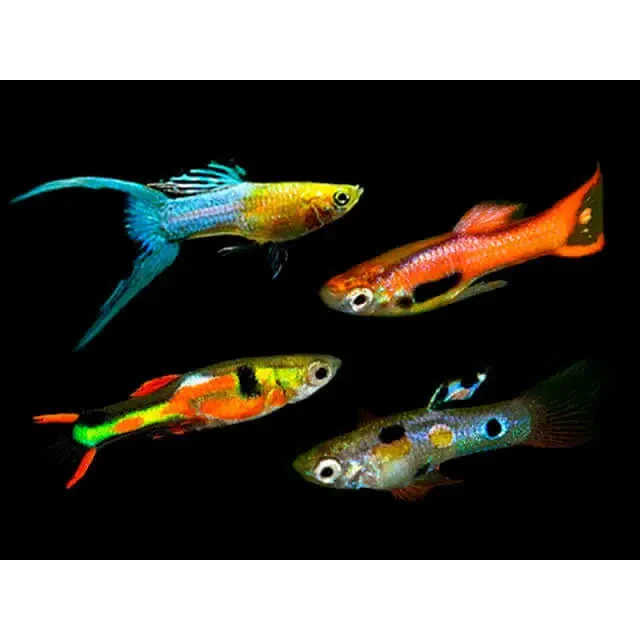 Colorful guppy fish.