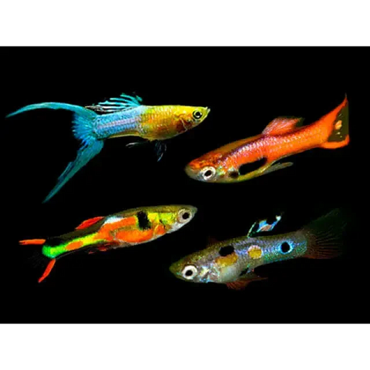 Colorful guppy fish.