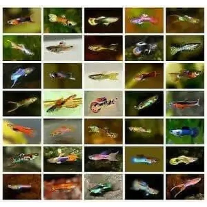 Guppy fish collage.