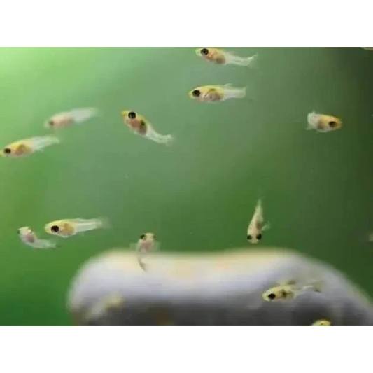School of tiny fish.