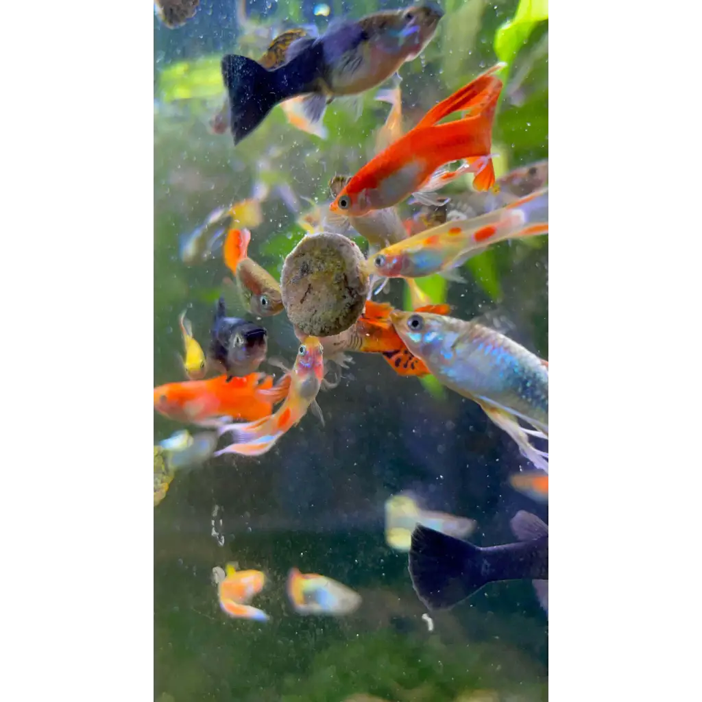 Assorted Guppy Pair