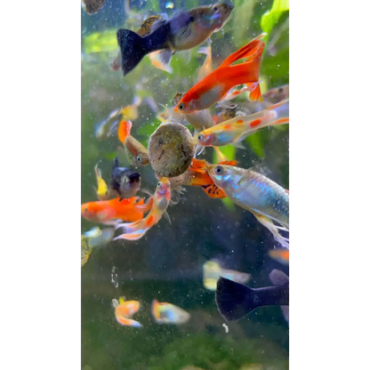 Assorted Guppy Pair