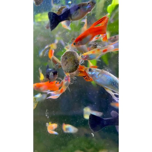 Assorted Guppy Pair