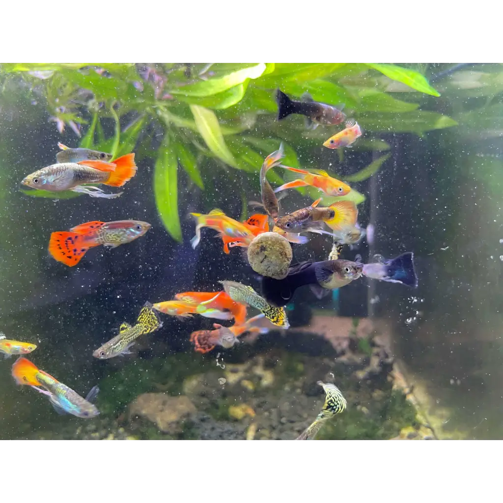 Assorted Guppy Pair