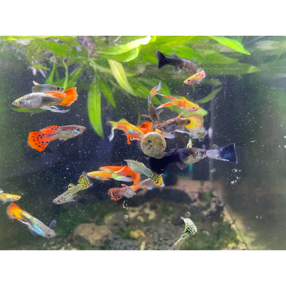 Assorted Guppy Pair