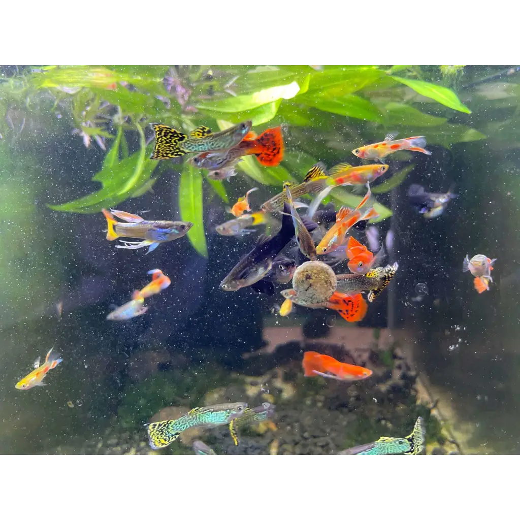 Assorted Guppy Pair