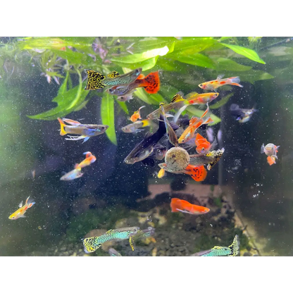 Assorted Guppy Pair