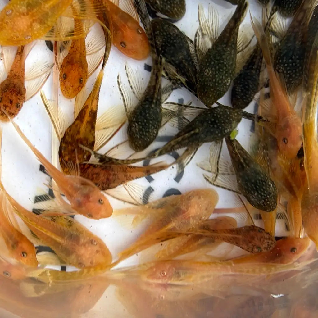 A group of small, translucent orange and dark spotted catfish swimming in a clear container.