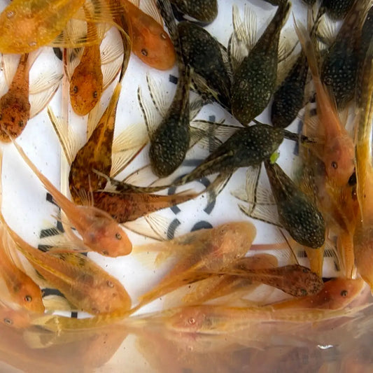 A group of small, translucent orange and dark spotted catfish swimming in a clear container.