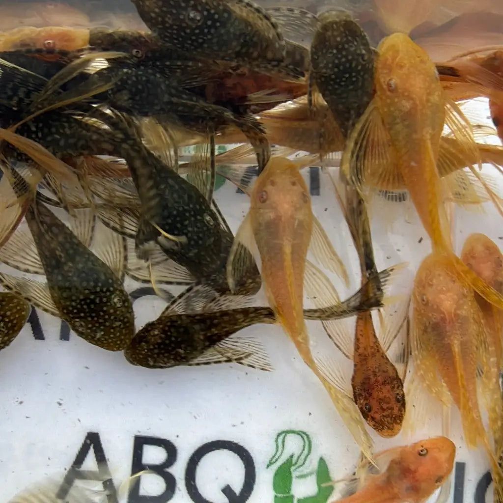 A group of small, spotted catfish with translucent orange and dark green bodies swimming in a clear plastic container.