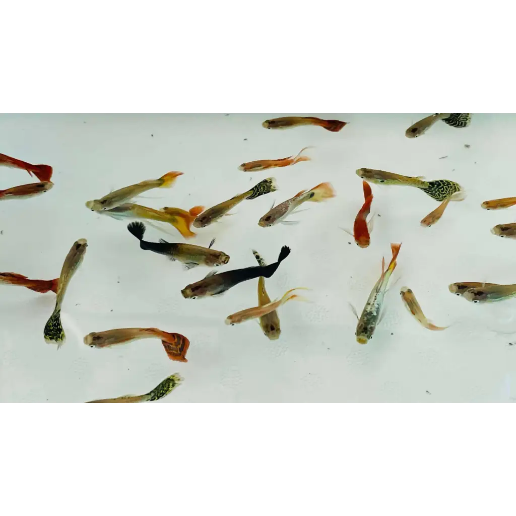 Assorted Male Guppies