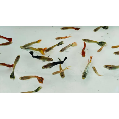 Assorted Male Guppies