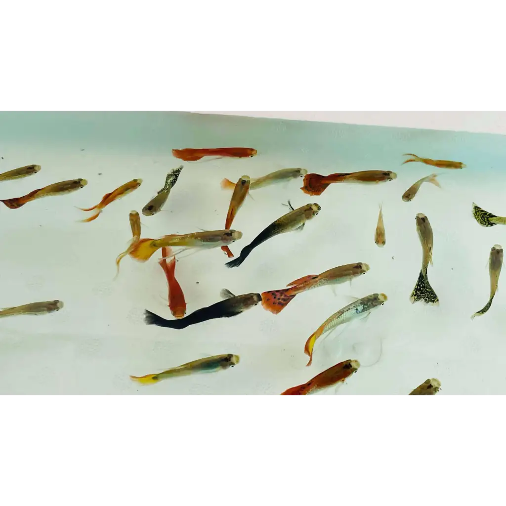 Assorted Male Guppies