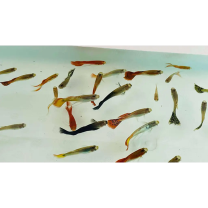 Assorted Male Guppies