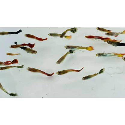 Assorted Male Guppies