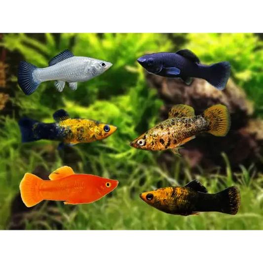 Colorful molly fish swimming.