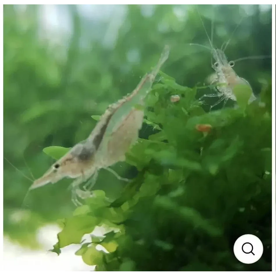 Two translucent shrimp.