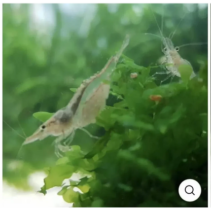 Two translucent shrimp.