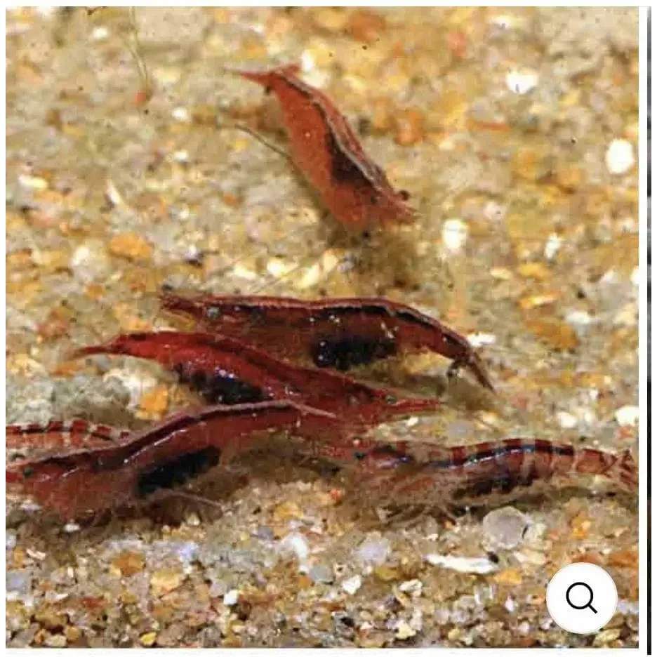 Red freshwater shrimp.