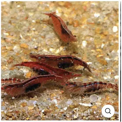 Red freshwater shrimp.
