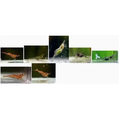 Assorted freshwater shrimp.