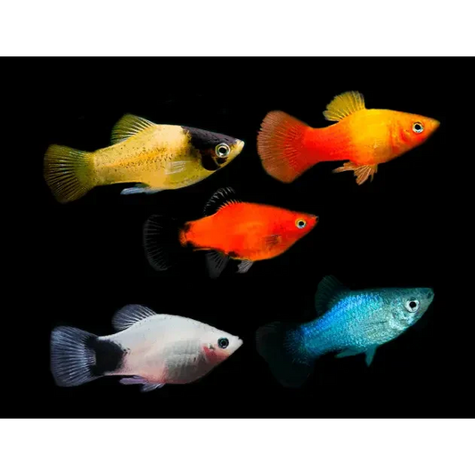 Colorful assortment of molly fish.