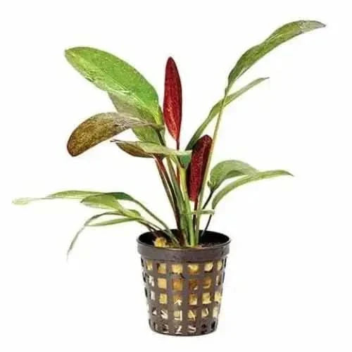 Aquatic plant in a plastic pot.