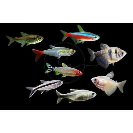 Collection of colorful aquarium fish.