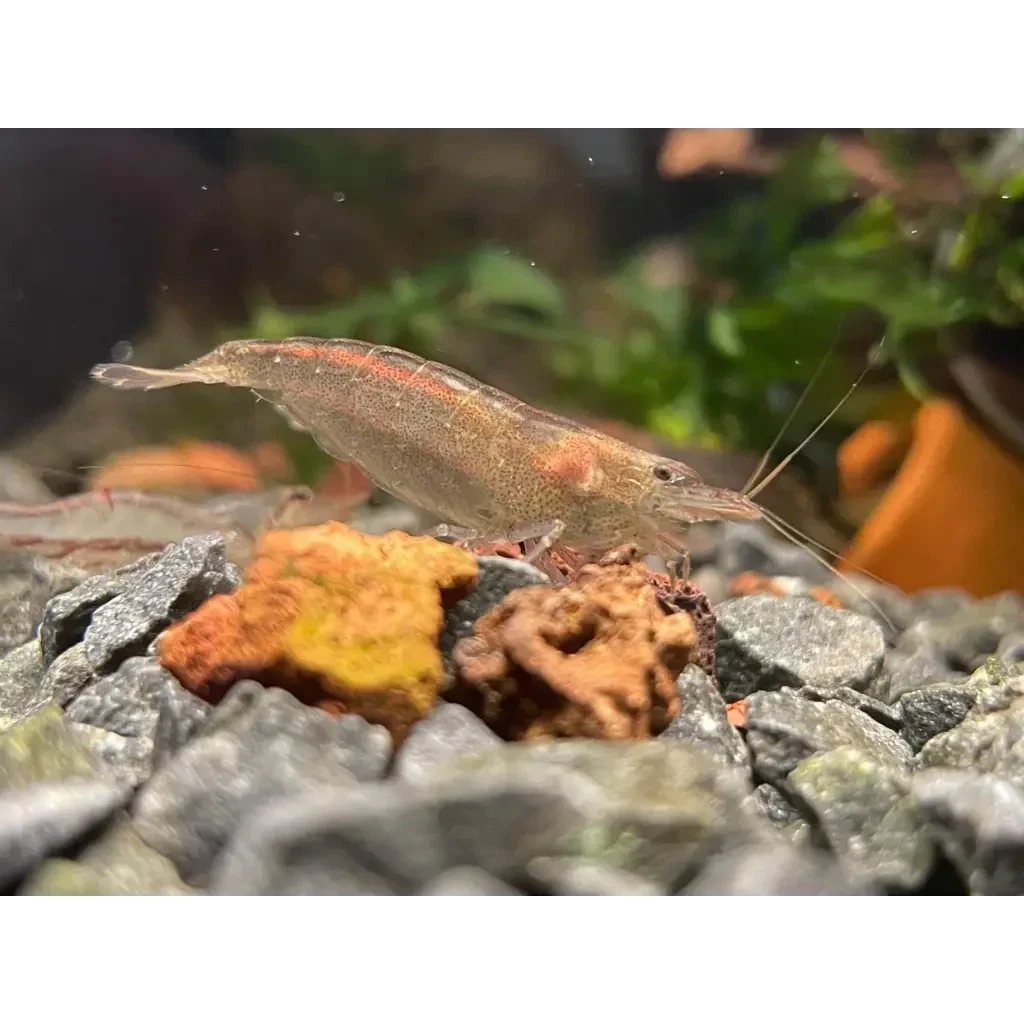 Translucent shrimp with red stripe.