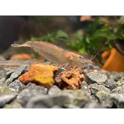 Translucent shrimp with red stripe.