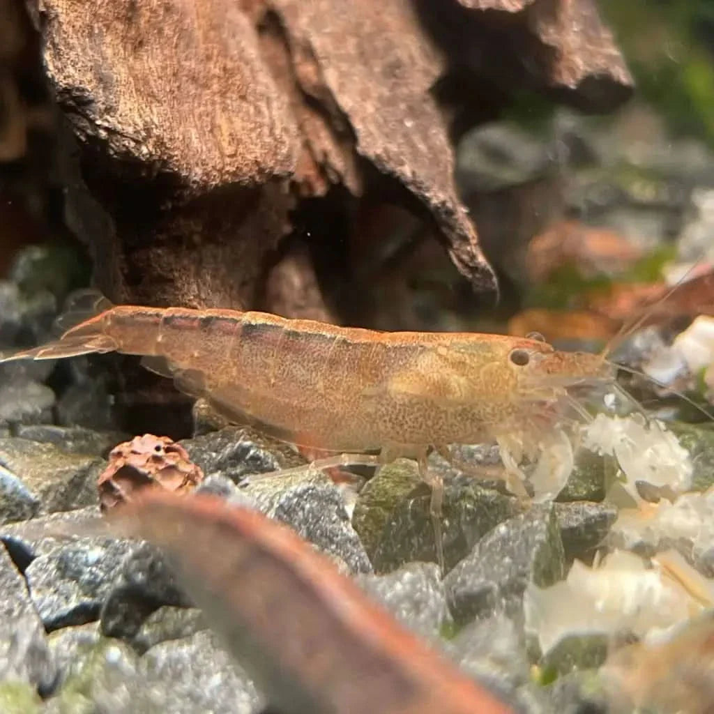 Translucent orange shrimp.