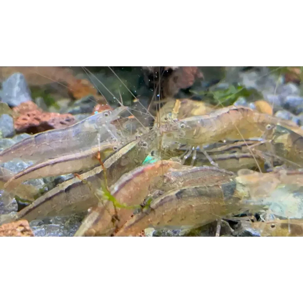 Ghost shrimp cluster.