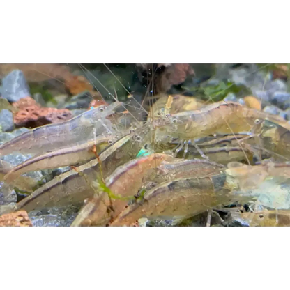 Ghost shrimp cluster.