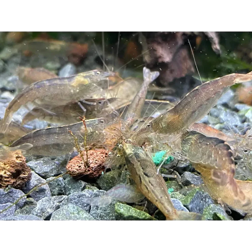 Ghost shrimp cluster.