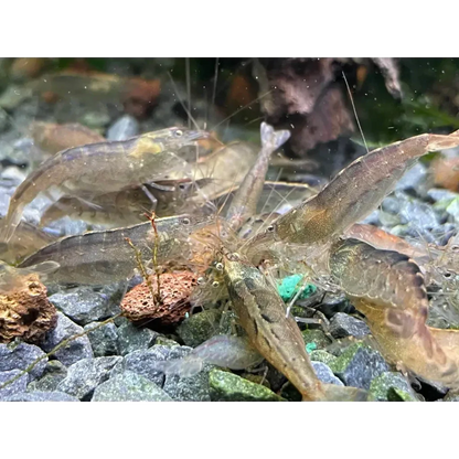 Ghost shrimp cluster.