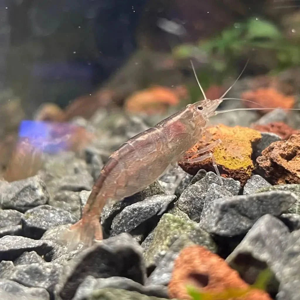 Translucent freshwater shrimp.