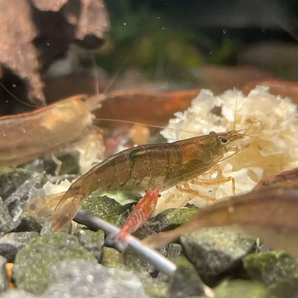 Aquarium shrimp with translucent body.