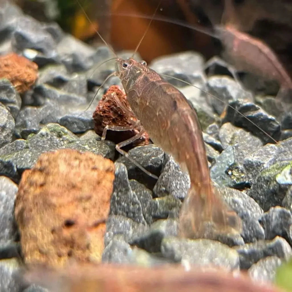 Translucent freshwater shrimp.
