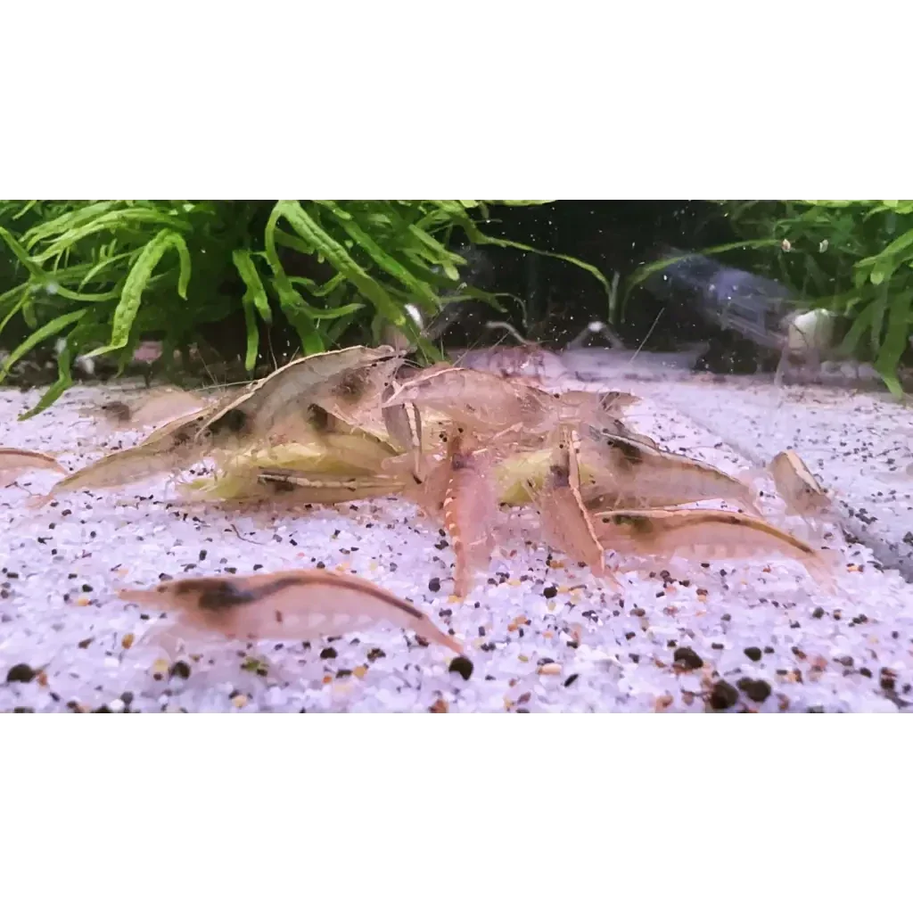 Cluster of translucent shrimp.