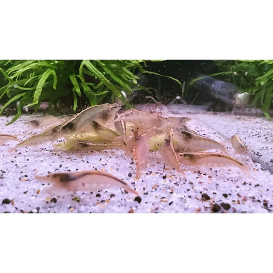 Cluster of translucent shrimp.