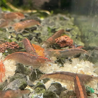 Reddish-brown shrimp cluster.
