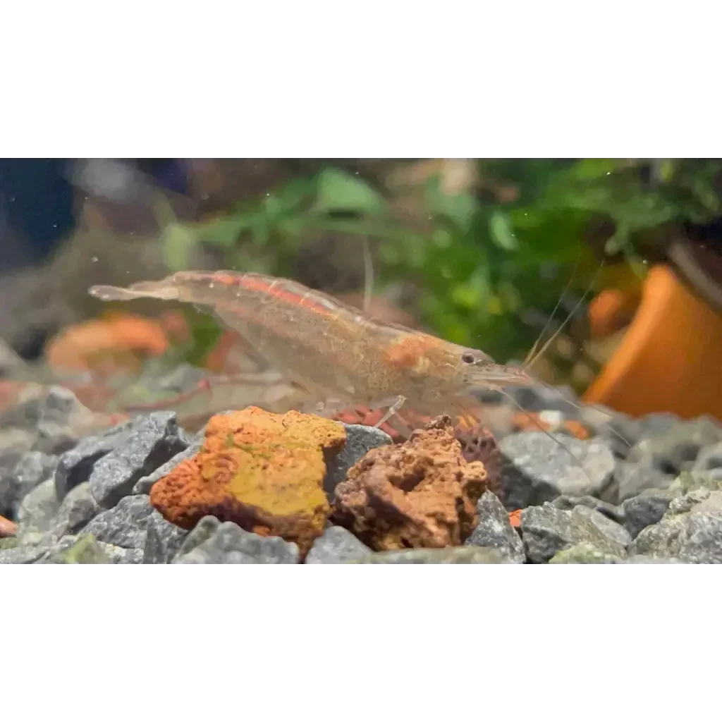 Translucent shrimp with red stripe.