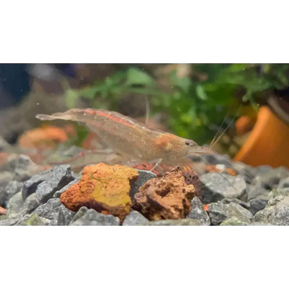 Translucent shrimp with red stripe.